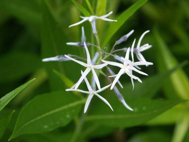 عکس آنسونیا Amsonia tabernaemontana 2